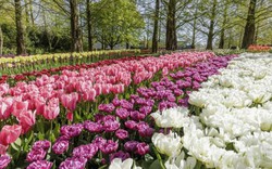 Sững sờ trước 7 triệu bông tulip đồng loạt bung nở