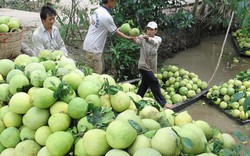 Bưởi da xanh giá cao, Trung Quốc vẫn "ăn hàng" mạnh