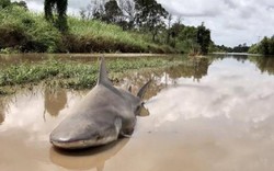 Úc: Giật mình thấy cá mập bò nằm chềnh ềnh giữa đường
