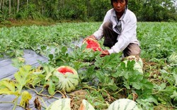 Trung Quốc ngừng thu mua, nông sản Việt "vỡ trận"