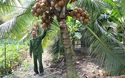 Trồng dừa Mã Lai, trái sai quanh "cổ", mùa nóng thu 30 triệu/tháng