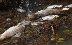 Cá chết bất thường trải dài hơn 3km trên sông ở Quảng Ngãi