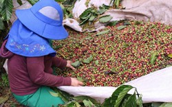 Nông dân trồng cà phê sốt ruột chờ hoa nở để hái quả