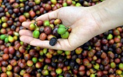 Giá nông sản hôm nay 2/1: Giá cà phê vẫn giữ được mốc tăng, giá tiêu giảm mạnh, rớt mốc 70.000 đồng/kg