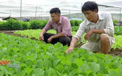 Làm công nhân không ổn định, về trồng rau nhà lưới thu tiền triệu/ngày