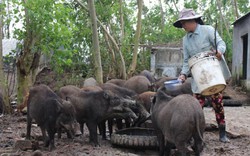 Còn hơn 42 ngày nữa mới tới Tết mà heo rừng đã hết sạch