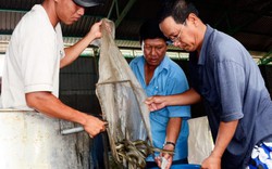 Làm giàu ở nông thôn: Nuôi con trơn như lươn bán giống, có tiền tỷ