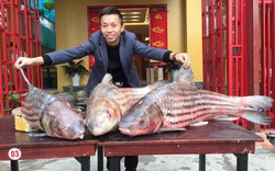 Xôn xao Hà Thành: Xuất hiện 3 "thủy quái" cá trà sóc nặng hơn 1 tạ
