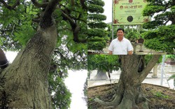 Hai cây me cổ nhất Việt Nam, 150 tuổi giá 6 tỷ, chủ vẫn chưa bán