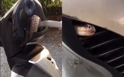 Video: "Hết hồn" rắn hổ chui vào Honda SH