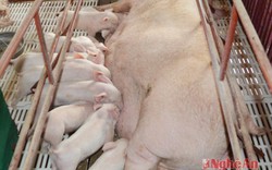 Bộ NN&PTNT: Hơn 500.000 con lợn nái đã bị loại thải