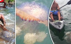 Hốt hoảng khi "đụng mặt" sứa khổng lồ kịch độc ở Brazil