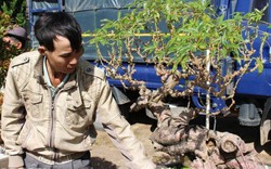 Lạ mắt chiêm ngưỡng tác phẩm bonsai "Lão mì" 25 năm tuổi
