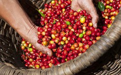 Giá nông sản hôm nay (5/1): Giá cà phê vẫn tăng nhẹ, giá tiêu thấp nhất trong nhiều tháng