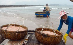 Trúng mùa tôm, ruốc, ra biển đánh bắt "chơi" đã có 2 triệu/ngày