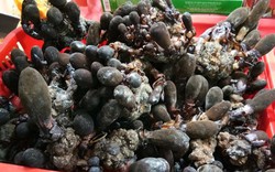 La liệt các sản phẩm độc, lạ ở Hội chợ hàng Việt 2018
