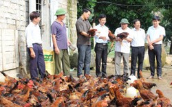 Ninh Bình: Nhiều nông dân thu tiền tỷ từ nuôi gà, chăn lợn