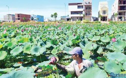 Tiếng thở dài khi làng lên phố: Về đâu những nông dân "2 không"?