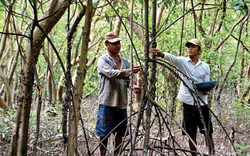 Nghề lạ: Nuôi ốc "leo cây", ăn bã bùn, thu vài trăm ngàn/ngày