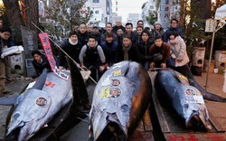 Choáng váng: Cá ngừ vây xanh Thái Bình Dương nặng 405kg giá 7,1 tỷ