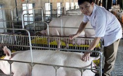 Ở đâu chăn nuôi lợn bết bát, anh Đức vẫn cháy hàng giá 45 nghìn/kg