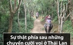 Sự thật phía sau những chuyến cưỡi voi ở Thái Lan