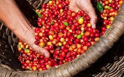 Giá nông sản hôm nay 9/1: Giá cà phê rớt thảm, giá tiêu không đổi