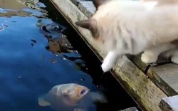 Khi mèo hẹn hò với cá