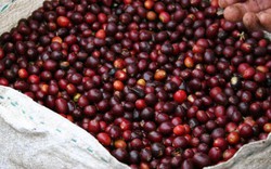 Giá nông sản hôm nay 10/1: Giá cà phê tăng vượt dự đoán, giá tiêu tiếp tục giảm dân lỗ tiền tỷ