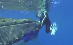 Lý do cá voi 23 tấn dùng vây che chở, cứu nữ thợ lặn khỏi cá mập
