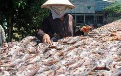 Làng nghề đặc sản khô cá bán tết thơm nức mũi, giá hấp dẫn