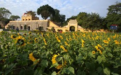 Hoàng Thành Thăng Long ngập sắc hoa mặt trời