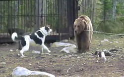 Bên trong trại huấn luyện chó săn đẫm máu ở Nga