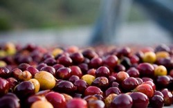 Giá nông sản hôm nay 12/1: Cà phê trụ vững trên 36 triệu/tấn, giá tiêu tiếp tục "đỏ sàn"