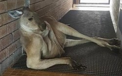 Kangaroo tạo dáng 'sexy' ngáng đường du khách vào toilet