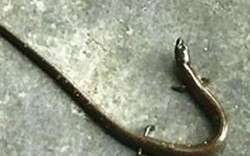 TT-Huế: Xôn xao “rắn lạ” có 4 chân bò vào quán cơm