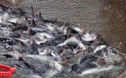 Giá cá tra đạt đỉnh, người Trung Quốc ngày càng mê ăn cá tra Việt