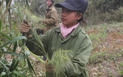 Cuối năm, "chạy đua" với thời gian rủ nhau lên núi hái "lộc trời"