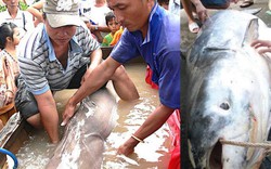 "Thủy quái" Vàm Nao cùng giai thoại cá sấu 5 chân thành tinh