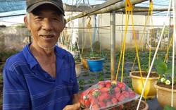 Lão nông U80 "liều ăn nhiều" nhờ trồng dâu tây trên đất nóng