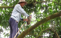 Nhà nông xứ dừa phất lên nhờ “cây đổi đời”