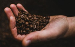 Giá nông sản hôm nay 16/1: Giá cà phê chưa thể bật lên mốc 37.000 đồng/kg, giá tiêu vẫn giảm sâu kỉ lục