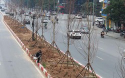 Tranh cãi việc trồng phong lá đỏ ở đường phố Hà Nội