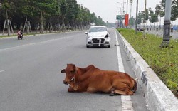 Quảng Trị: Loay hoay xử lý hai con bò gây tai nạn giao thông