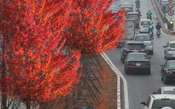Trồng phong lá đỏ trên phố Hà Nội: Cây xứ lạnh có sống được?