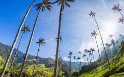 Lạc vào "chốn thần tiên" có những cây dừa cao nhất thế giới