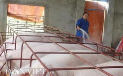 Giá heo hơi hôm nay 17/1: Có thật giá heo lên 40.000 đồng/kg do Trung Quốc lạnh kỷ lục?