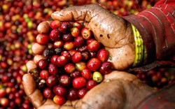 Giá nông sản hôm nay 17/1: Giá cà phê giảm nhẹ 100 đồng, chuyên gia dự doán giá tiêu có thể vẫn giảm