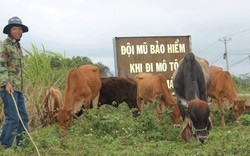 Cám cảnh: Mua 1 con bò, nuôi 3 năm, bán 3 con vẫn lỗ 6 triệu