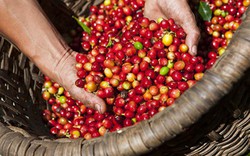 Giá nông sản hôm nay 18/1: Giá cà phê bật tăng mạnh 800 đồng/kg, giá tiêu vẫn dậm chân tại chỗ